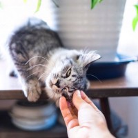 『猫を苦手とする人』ほど猫に好かれる理由3つ　気付かぬうちにモテる行動をしている？