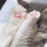 小さくて『ぬいぐるみのようだった子猫』が成長した結果…3年後の『激変した様子』が114万再生「おおお！」「とってもハンサム」と話題