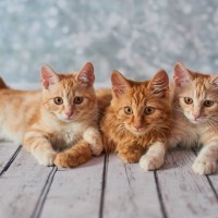 猫のオス・メス別で異なる『珍しい毛色』3選　レアな理由や遺伝子の不思議を解説