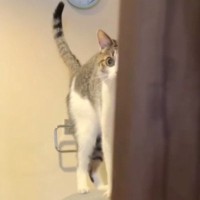大好きなお兄ちゃんに『かまってほしい猫』→朝の支度中にやって来て…笑ってしまう光景が248万再生「動けないｗ」「猫背になっちゃう～」