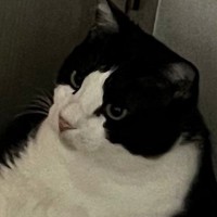 おもちゃを追いかけて『走り回っていた猫』→疲れたのか、『部屋の隅』で…まさかの光景に３万いいね「ふぅって聞こえてきそうなｗ」「おっさんだ」