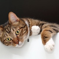 猫がいつの間にか『上に乗っている家電』5選　起こりうるトラブルや防ぐための改善策