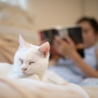 猫が『放っておいて』と思っているときのサイン5選　考えられる理由から正しい接し方まで