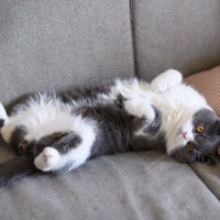 猫が飼い主の足元で『ゴロンと横たわる』理由4つ　行動に込められた気持ちや上手な応え方