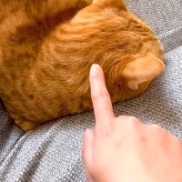 飼い主の帰宅に気づかず、ソファで寝ている猫→起こしてみた結果…反則級に可愛い『リアクション』に反響「おしゃべりが可愛い」「いーなー」