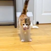 おもちゃで楽しく遊んでいた子猫→飼い主さんに『名前を呼ばれる』と…可愛すぎる行動に「本当に天使」「名前覚えてるのすごい」と反響