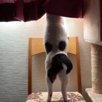 『窓枠に飛び乗ろうとする猫』を撮っていたら…想像の斜め上をいく展開に爆笑の声「バス停で吹いたｗ」「電車の中で声出たｗ」と24万再生