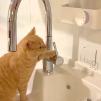 水道の蛇口を見つめる猫→次の瞬間、取っ手に噛みついて…とっても器用な『イタズラの光景』に「止めてーｗｗ」「凄いｗ」と笑ってしまう人が続出