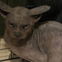 鋭い目つきをしていた『ボロボロの保護猫』→愛情を注ぐと…同じ猫とは思えない『驚愕のビフォーアフター』に３万いいね「声出た」「全然違う」