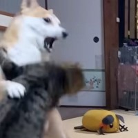 犬と共に暮らすネコたち→遊びが白熱して、喧嘩勃発かと思いきや…平和すぎる『日常の光景』が1095万再生「優しいケンカ」「仲良すぎ」