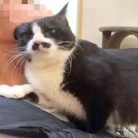 嫌いな病院から帰ってきたネコ→頭をこすりつけてきて…甘えん坊すぎる『感情表現』に「幸せそう」「褒めてって言ってるみたい」と反響の声