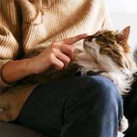 猫が飼い主の『股の間』でくつろぎたがる理由5つ　安心と信頼のサイン？上手な応え方まで