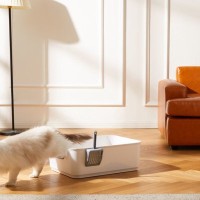 『猫砂の飛び散り』を防ぐための対処法4つ　散らかる理由や掃除をラクにする工夫も