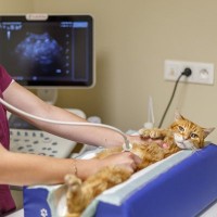 猫の遺伝性がある病気『多発性嚢胞腎』とは？症状や治療法から発症しやすい猫種まで