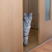 猫がよくやりがちな『不気味な行動』5つ　何を見つめているの…？隠された理由とは
