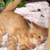 公園で『動けなくなっていた猫』→保護されて『優しい先住犬』と出会った結果…523万再生された光景に「めっちゃ涙出た」「優しさに泣ける」