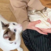 ママが赤ちゃんを初めて連れて帰ったら…2匹の猫が見せた『尊すぎる反応』が540万再生「ほんとに愛を感じた」「涙が出そう」と感動の声