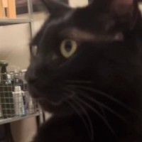 『黒猫に押さえられた腕』を上げてみたパパ→次の瞬間…「まさかの展開によだれ出たｗ」「永遠に見てられるｗ」爆笑必至のやり取りが20万再生