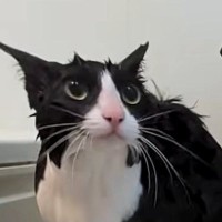 シャンプーを終えた猫→次の瞬間……『本当に猫？』目を疑う光景が46万再生「カワウソか何か」「チャック調べてほしいｗ」と驚愕の声