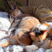 トライアル８日目の新入り猫→椅子の上を見ると、先住猫と一緒に…あまりにも『素敵な光景』が79万再生「姉妹か親子にしか見えぬ」「尊い」