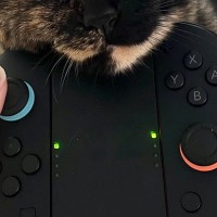 ゲームのプレイ中に『猫』がやって来て…中断せざるを得ない『可愛すぎるアピール』が11万表示「たまらん…」「表情が好き」と悶絶の声