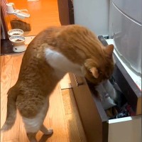 引き出しが開いているのを不思議に思っていたら、ネコが…華麗すぎる『犯行現場』が23万再生「見物に来てるのも面白い」「必死さが伝わる」