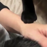 猫のことを撫でていると、もう1匹の猫が手を触ってきて…予想外の『可愛い展開』に癒される人続出「ヤキモチ焼いてるのかな」「たまらない」