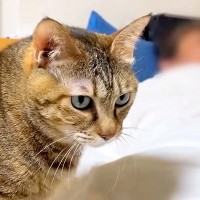 パパにナデナデしてもらう猫→もっと甘えたいのに、ベッドで寝てしまい…いじらしすぎる『最終手段』に反響「癖強超かわいい」「独特な甘え方ｗ」