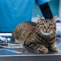 猫の皮膚トラブル「こんなしこり」に要注意！正体と対処法を獣医師が解説