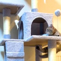 キャットタワーに登りたい子猫→ジャンプするのかと思いきや、前足で…『予想外の行動』に「運動神経いいな」「いい筋トレになってる」と反響