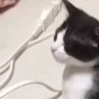 ドライヤーを使っていたら、子猫が近づいてきて…反則級に可愛い『まさかの展開』が46万再生「パンチ届いてないｗ」「ニコニコしてしまう」