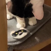 愛猫にそっくりの『ワッペン』を進呈→眺めていると思ったら、次の瞬間…爆笑の展開が115万再生「吹いてしまったｗ」「お気に召さなかったｗ」