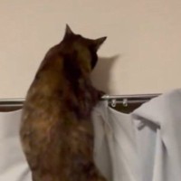 猫が『カーテンレールの上』に行こうとした結果…つい笑ってしまう『まさかの展開』が130万表示「声出たｗ」「悪い子すぎるｗ」と話題