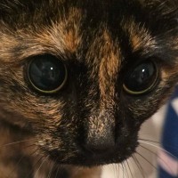 抱っこしてもらうのが大好きなサビ猫→足下までやって来ると…反則級にかわいい『アピール』に５万いいね「従うしかないｗ」「させてください」