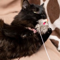 使うのは避けたほうがいい『猫用品』4選　おすすめできない理由や起こりうるトラブル