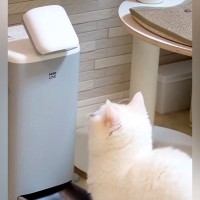 ごはんが出てくる3分前、猫が自動給餌器の前に来て…『必死に訴える光景』が可愛すぎると78万再生「時計読めるんじゃない？」「圧がすごい」