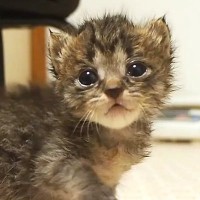 不安そうに歩いていた子猫→『家主を見つけた』次の瞬間…涙が出るほどかわいい光景が113万再生「けしからん」「抱き上げたくなるｗ」