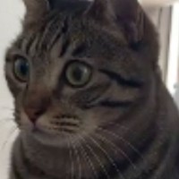 獲物を見つけた猫→体勢を変えたかと思ったら…まるで恐竜のような『まさかの構え』に「想像を超えてきたｗ」「体幹がすごいｗ」と28万再生