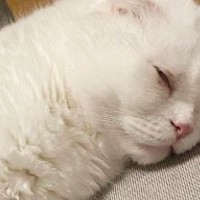 すやすやと眠っている『白猫』→まるで『魚』のような寝姿で…笑える瞬間に２万いいねの反響「抱き枕にほしい」「柿の種にも似ている」