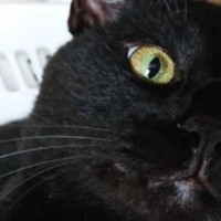 かごの縁にあごを乗せていた黒猫→『ほっぺ』を見ると……思わず触りたくなる『たまらない光景』に「ハムハムしたい」「笑みがこぼれた」の声