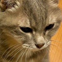 16歳のおじいちゃん猫→飼い主さんに気付いてほしくて…尊すぎる『控え目なアピール』に３万いいね「なんて可愛らしい」「何でも聞きたくなる」