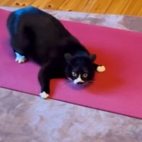 ヨガマットの上で『はしゃぐ猫』→飼い主さんの方に駆け寄ってきて…可愛すぎる行動が36万再生「堪能した後にｗ」「めっちゃ楽しそうｗ」