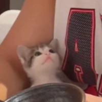 子猫に見つめられるパパ→顔を近づけてみたら…涙が出るほど尊い『やり取りの瞬間』が178万再生「可愛すぎて無理」「叫んでしまった」と悶絶