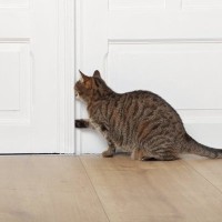 猫にとって危険な『お留守番のさせ方』6つ　起こりうるトラブルや安全対策のポイント