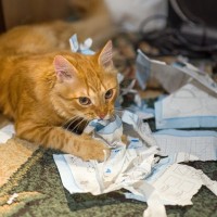 猫が『紙』を食べてしまったときの対処法3つ　注意が必要な症状や確認すべきポイント