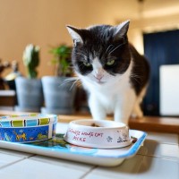 高齢の猫が『ご飯を食べない』ときの原因3つ　異常があるサイン？取るべき対処法とは