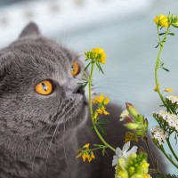 猫は『花粉症』になるの？　症状があらわれる理由や4つの対策方法をご紹介