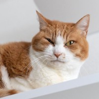 お家の中で起こりうる『猫の落下事故』3選　危険なスポットから対策方法まで