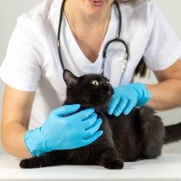 猫が『やけど』を負っているサイン5つ　あらわれる症状や適切な対処法も解説