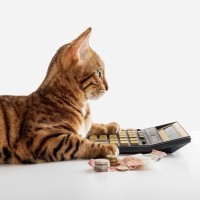 『治療費が高額』になりやすい猫の病気5つ　急な出費に備えるための対策方法も